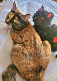 現在のふがしちゃん。ぬいぐるみとならんで振り返る姿がキュート（画像提供：ふがしちゃん サビ猫さん）