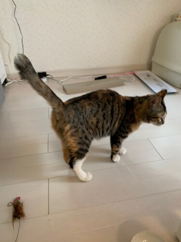 家に来て２日目に尾をピンと立てたおとちゃん。３日目はひざに乗ることを覚えました（ニイノちゃん提供）