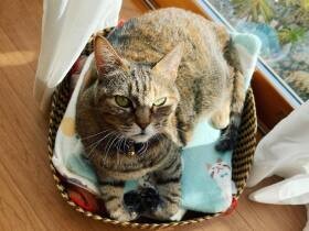 きょうだい猫「きなこ」と暮らす「あずき」　天気のよい日に窓辺でポカポカ
