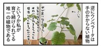 唯一育て続けられた植物はウンベラータ（もっこさん提供）