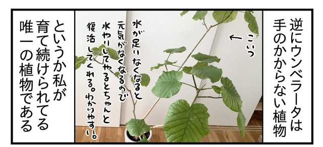 唯一育て続けられた植物はウンベラータ（もっこさん提供）