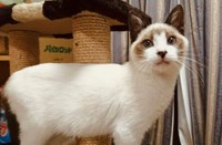 横からみると、やはり体は真っ白（マミ太郎さん提供）