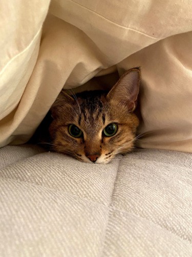 末長くお幸せに（飼い主提供）