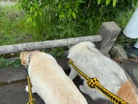 後日、また怪しい花が咲いてないか厳しくチェックするおこめつぶさんの愛犬、ラブラドールレトリバーのごんくん（左）と、シベリアンハスキーのぷくちゃん（画像提供：おこめつぶさん）