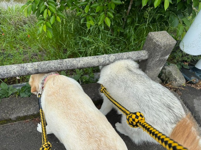 後日、また怪しい花が咲いてないか厳しくチェックするおこめつぶさんの愛犬、ラブラドールレトリバーのごんくん（左）と、シベリアンハスキーのぷくちゃん（画像提供：おこめつぶさん）