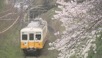 桜が舞う中を電車が走る