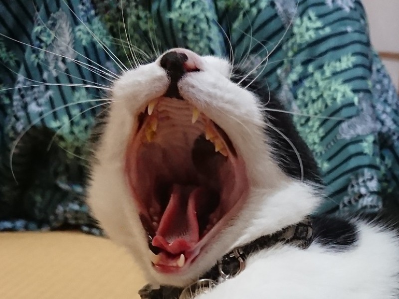 「大きなお口でしょ。僕も歯ブラシしてみようかな」（ハヤテ君パパ提供）