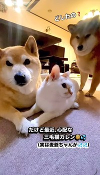 仲良しなふたりを見守る鮭太郎くん㊨（ぽしょこさん提供、Instagramよりキャプチャ撮影）
