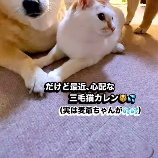 仲良しなふたりを見守る鮭太郎くん㊨（ぽしょこさん提供、Instagramよりキャプチャ撮影）