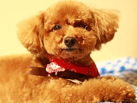 トリミングが終わって、すっきり～　トイプードル「くー」