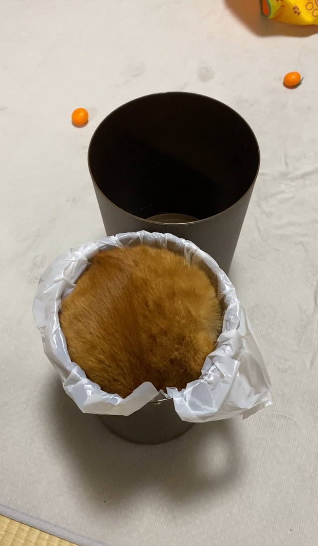 新しい袋セットしたはずなのにもうゴミが満タン！（つぶさん提供）