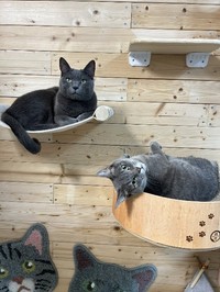 安定していると、猫たちがリラックスしやすい