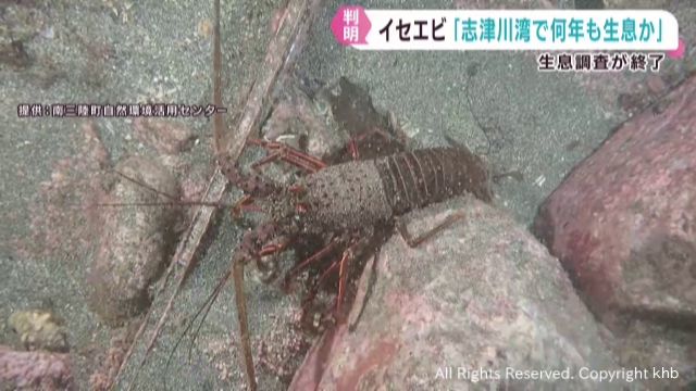 イセエビ豊漁の宮城・志津川湾　資源保護に向け生息調査　湾内で越冬も