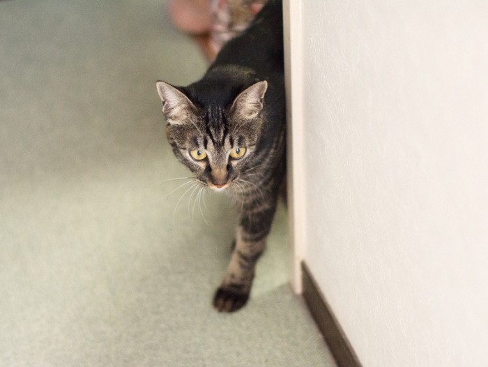  「あれは、昨日いただいたスイカを切る音だ」（小林写函撮影）