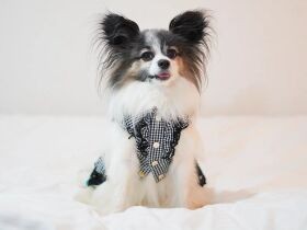 おしゃれをしてお泊まり　おちゃめにテヘペロをするパピヨン「夏彦」