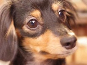 ペット店で勧誘されたペット保険　入る必要は？ 専門家が解説