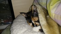 飼い主さんと一緒に布団で眠るモコちゃん