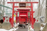 稲荷神社を横切るギンギツネ（画像提供：狐仙人乃弟子 トコノ オルタさん）