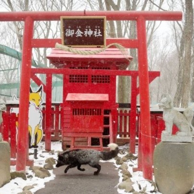 稲荷神社を横切るギンギツネ（画像提供：狐仙人乃弟子 トコノ オルタさん）
