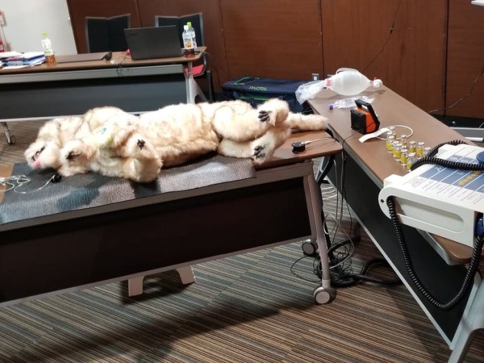 リカバーの実習では、プログラミングされた犬の人形を使用（新谷さん提供）