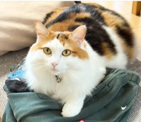 こちらは、三毛のみりんちゃんです（飼い主さん提供、Instagramよりキャプチャ撮影）