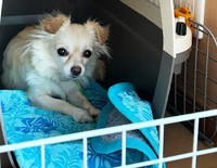 柚子はおとなしく穏やかなワンコでした