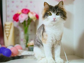 女王様のように気高く育ってね　ノルウェージャンの「レーヌ」