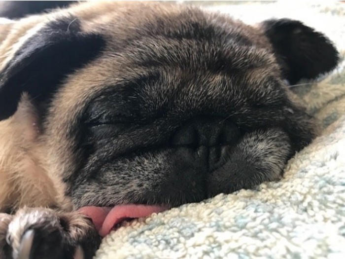 森田パグゾウは、おなかいっぱいでスヤスヤ……
