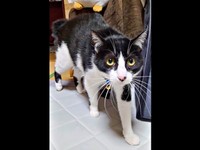 ゆっくりと飼い主さんに近寄るウシくん（画像提供：ヤギ ウシさん）