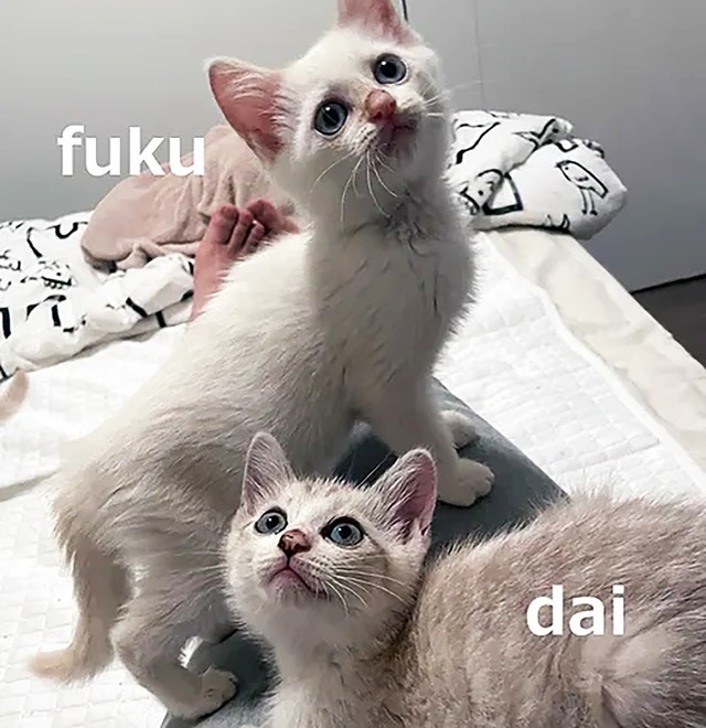 ほんのりシマ模様が見える大くん（写真手前）と、真っ白な福ちゃん（写真奥）