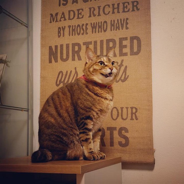 丸々して幸せいっぱい栗ちゃん＝smooch.0518xoxoさん提供