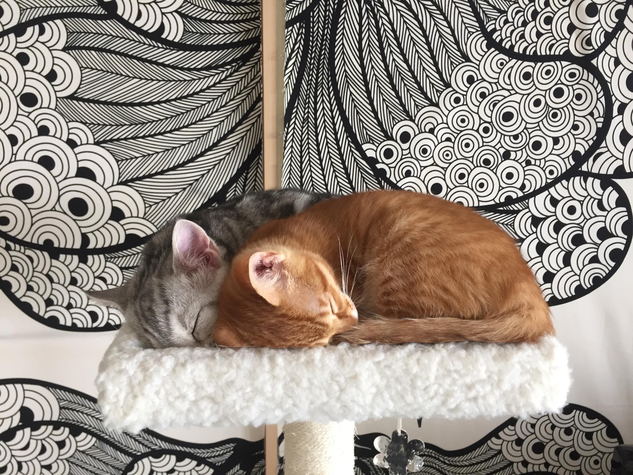リスかと思うほど小さかった子猫、偶然駅で出会った人の家族に リスかと思うほど小さかった子猫、偶然駅で出会った人の家族に