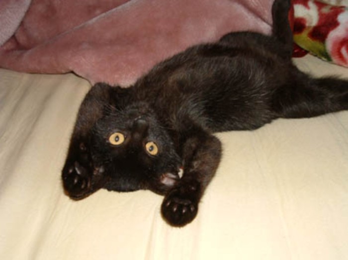 じつは小さい頃からほとんど鳴かない猫でした（病院にいく以外）