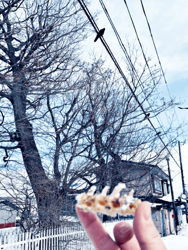 頭上の電線に止まっているカラス。贈り物をもらいました（画像提供：てつトチさん）