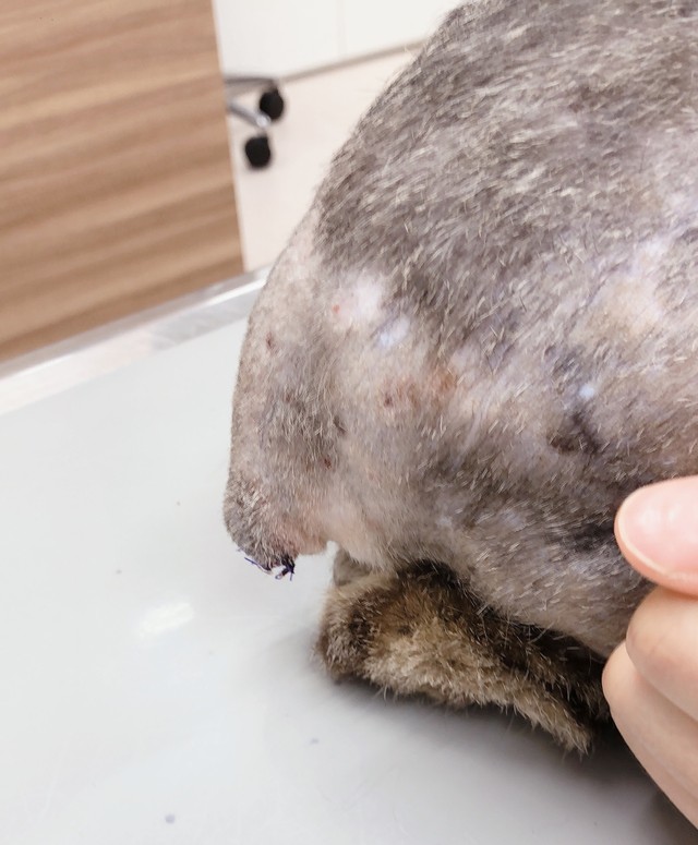 断尾手術=2020年6月30日