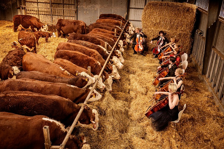 The students of the Scandinavian Cello School perform for Mogens and Louise Haugaard's cows in Lund, Denmark, April 23, 2021. A collaboration between a cattle farmer and a Danish music training program brings regular recitals to pampered livestock. (Carsten Snejbjerg/The New York Times)