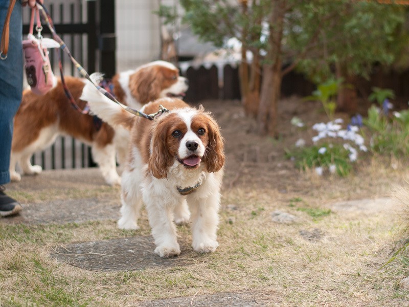 「あ、父さん帰ってきた。酒飲み始める前に遊んでもらおう」（小林写函撮影）