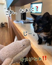 興味津々＝atorie_hijikiさん提供
