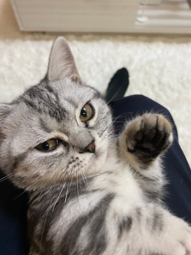 ちょっとワルの顔も可愛い＝ネコピさん（@nekopi_baobao）提供
