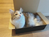 ジャストサイズ！（画像提供／ほたてさん）