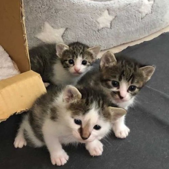 そんな頃に生まれたのがレモン（一番前）だったのです。縁あって、真美さん宅へ（保護主さん提供）