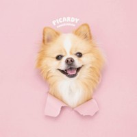 「完璧な仕上がり」 プロフィール画像になったピカルディくんの写真（画像提供：ポメのピカルディさん）