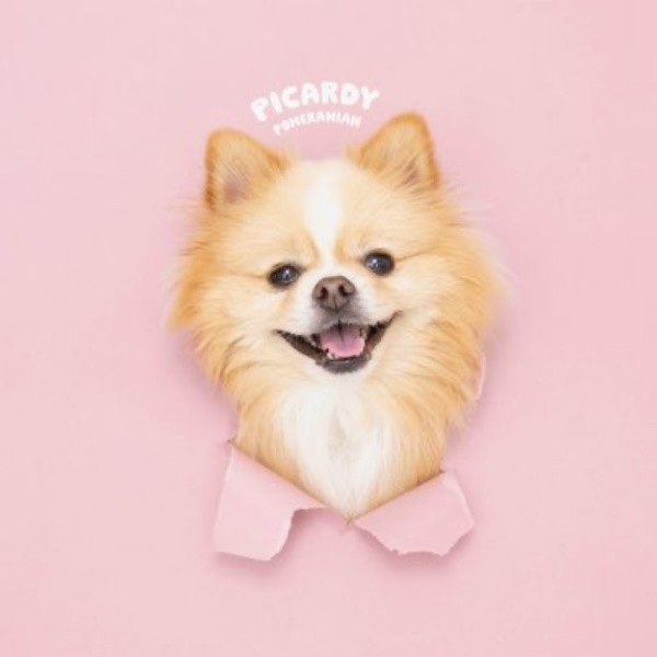 「完璧な仕上がり」 プロフィール画像になったピカルディくんの写真（画像提供：ポメのピカルディさん）