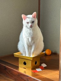 我こそが鏡餅である（提供：月生さん）