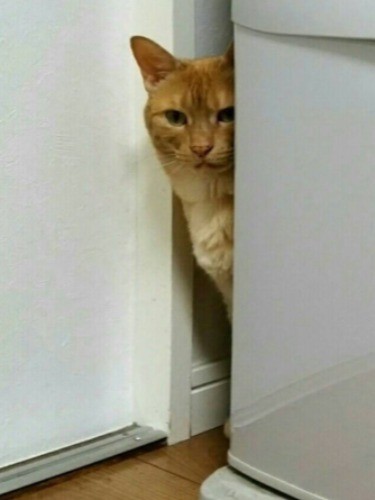 ”家政婦は見た”ごっこ