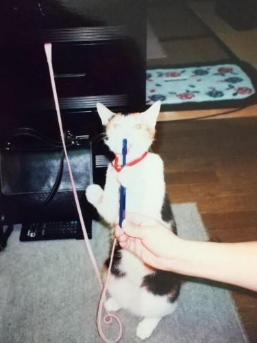 歯磨きが大好きなチビ