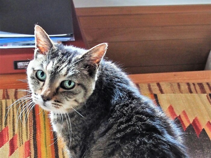 猫額大の土地