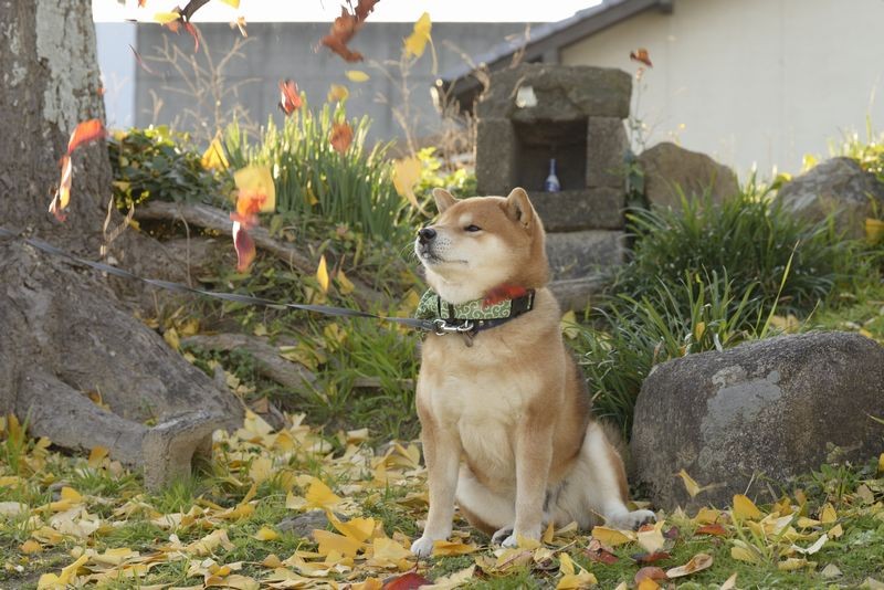 風が吹いてる　（パイ インターナショナル）