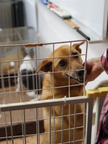 シェルターで家族を待つ保護犬の種類はさまざま