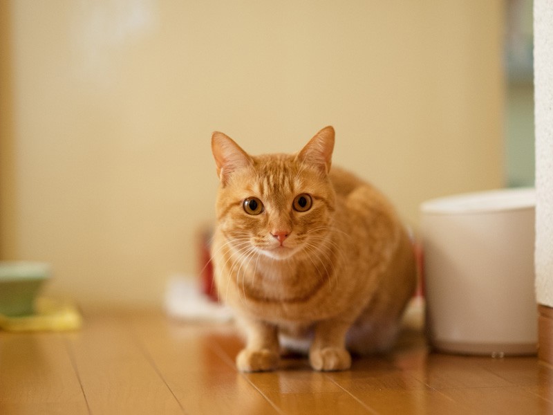 「僕もそっちで遊びたいな」（小林写函撮影）